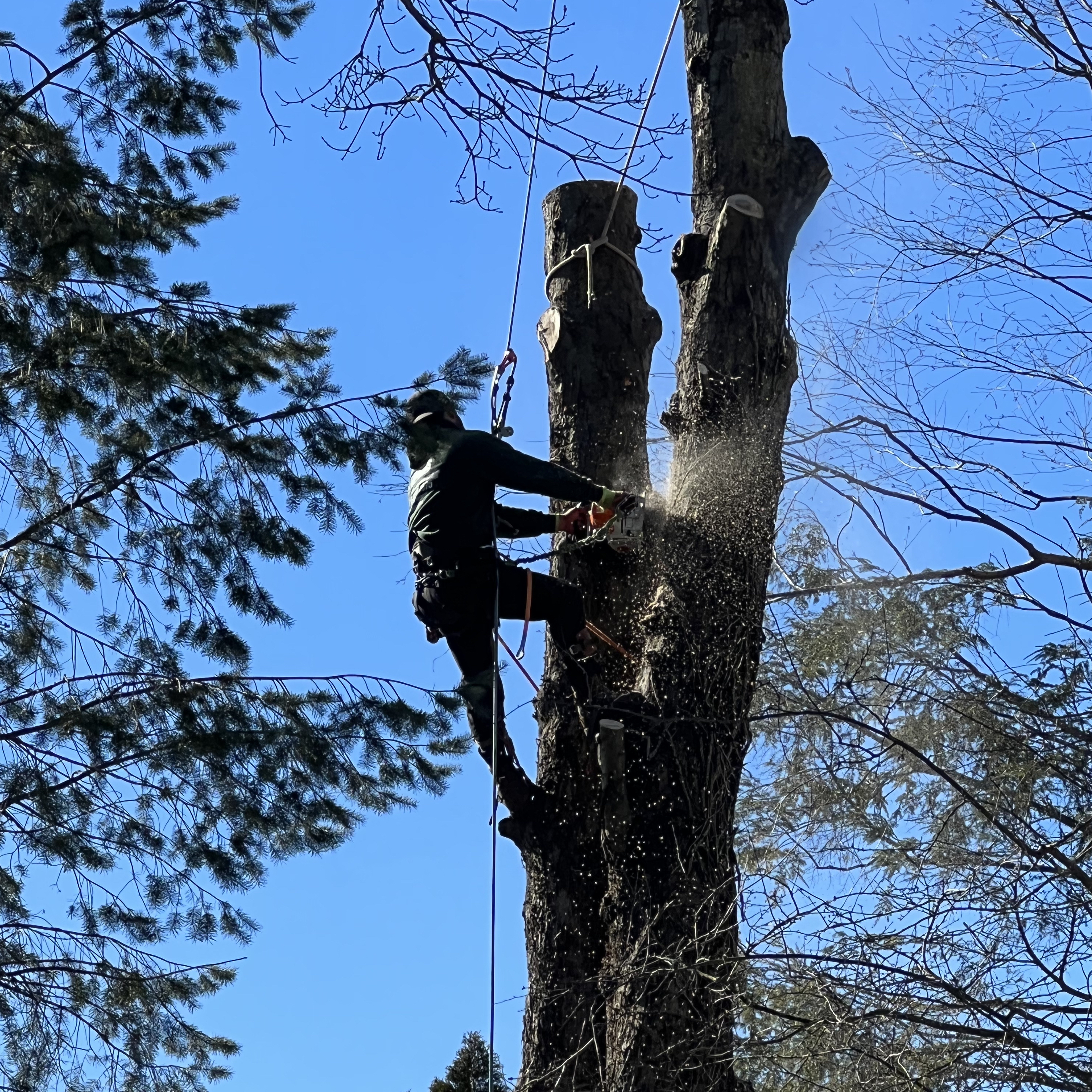 Tree Removal