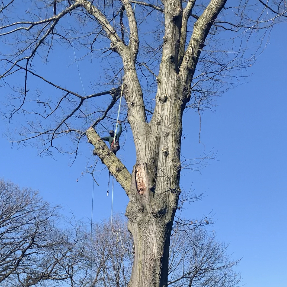 Tree Pruning